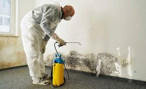 Best Environmental Consulting for Mold Prevention  in Mebane, NC