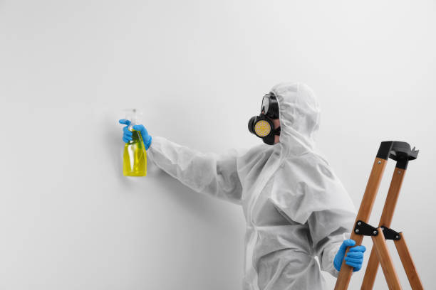 Reliable Mebane, NC Mold Inspection Solutions