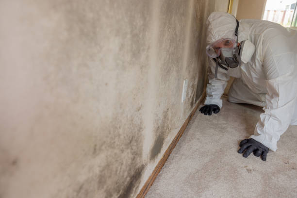 Best Black Mold Removal  in Mebane, NC